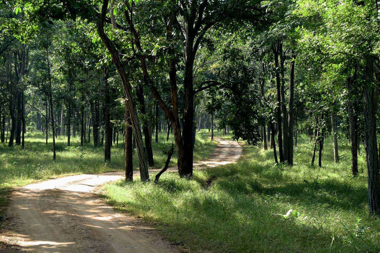 pench tiger Reserve plant