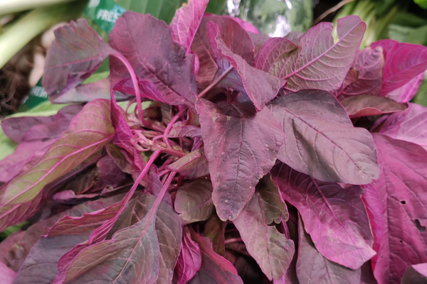 Amaranthus chaulai cholai leaves benefits