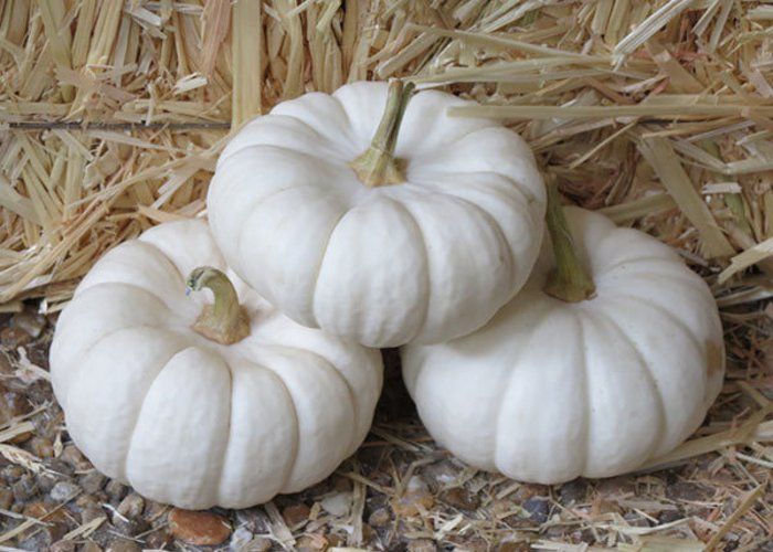 white pumpkin 3